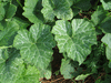 Cucurbita moschata Kentucky field cheese; feuilles