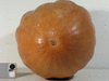 Cucurbita moschata Kentucky field cheese; ombilics