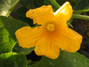 Cucurbita moschata Cabotian non verruqueux; fleurs-F