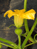 Cucurbita moschata Cabotian non verruqueux; fleurs-F