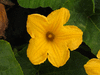 Cucurbita moschata Cabotian non verruqueux; fleurs-M