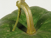 Cucurbita moschata Cabotian non verruqueux; pedoncules
