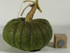 Cucurbita moschata Cabotian non verruqueux; fruits