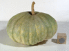 Cucurbita moschata Cabotian non verruqueux; fruits