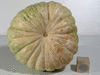 Cucurbita moschata Cabotian non verruqueux; ombilics