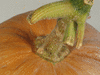 Cucurbita moschata Buckskin; pedoncules