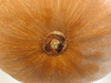 Cucurbita moschata Buckskin; ombilics