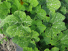 Cucurbita moschata Buckskin; feuilles