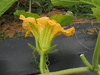 Cucurbita moschata Menine Creme (butternut); fleurs-M