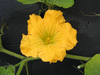 Cucurbita moschata Menine Creme (butternut); fleurs-M