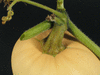 Cucurbita moschata Menine Creme (butternut); pedoncules