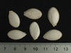 Cucurbita moschata F1 Tetsukabuto; graines