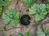 Cucurbita moschata F1 Tetsukabuto; feuilles