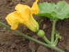 Cucurbita moschata F1 Tetsukabuto; fleurs-F