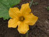 Cucurbita moschata F1 Tetsukabuto; fleurs-F