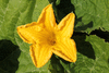 Cucurbita moschata F1 Tetsukabuto; fleurs-M