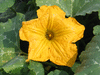 Cucurbita moschata Giraumon de la Guadeloupe; fleurs-M