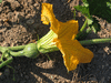 Cucurbita moschata Giraumon de la Guadeloupe; fleurs-F