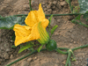 Cucurbita moschata Beung karn; fleurs-F