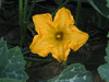 Cucurbita moschata Beung karn; fleurs-M