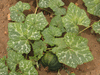 Cucurbita moschata Beung karn; feuilles