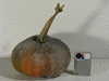 Cucurbita moschata Beung karn; fruits