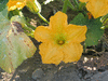 Cucurbita moschata Bambina gigante; fleurs-M