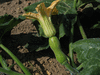 Cucurbita moschata Bambina gigante; fleurs-F