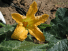 Cucurbita moschata Bambina gigante; fleurs-F