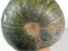 Cucurbita moschata Bambina gigante; ombilics