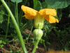 Cucurbita moschata F1 phoenix; fleurs-F