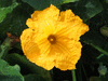 Cucurbita moschata F1 phoenix; fleurs-M