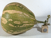 Cucurbita moschata F1 phoenix; fruits