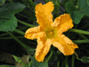 Cucurbita moschata Indian brave; fleurs-M