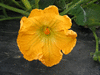 Cucurbita moschata Indian brave; fleurs-F