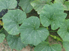 Cucurbita moschata Indian brave; feuilles