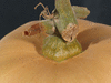 Cucurbita moschata Indian brave; pedoncules