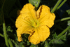 Cucurbita moschata Indian brave; fleurs-M