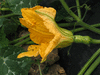 Cucurbita moschata Muscatnaya; fleurs-F