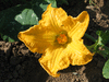 Cucurbita moschata Muscatnaya; fleurs-F