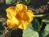 Cucurbita moschata Muscatnaya; fleurs-M