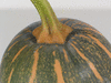 Cucurbita moschata Muscatnaya; pedoncules