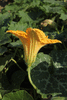 Cucurbita moschata Muscatnaya; fleurs-M