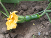 Cucurbita moschata Canada mezoides; fleurs-F