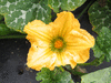 Cucurbita moschata Canada mezoides; fleurs-F