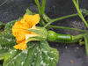 Cucurbita moschata Canada mezoides; fleurs-F