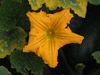 Cucurbita moschata Canada mezoides; fleurs-M