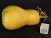 Cucurbita moschata Canada mezoides; fruits