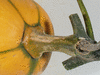 Cucurbita moschata Canada mezoides; pedoncules