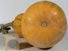 Cucurbita moschata Canada mezoides; ombilics